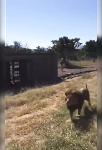 Guy Gets Dragged Off By A Lion