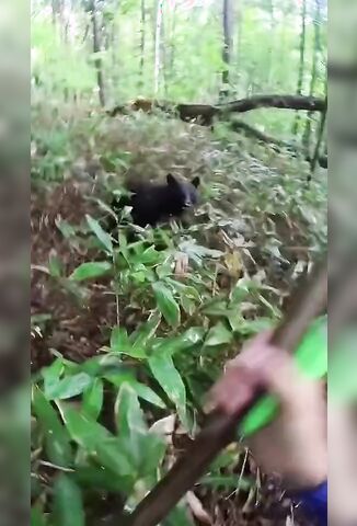 Angry Bear Attacks Man In The Forest