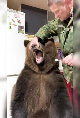 Russian Loves Cleaning His Pet Bears Teeth