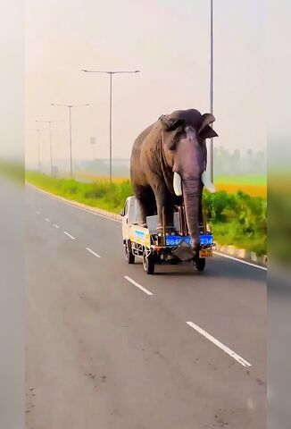 Transporting An Elephant Back Home