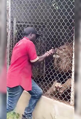 Lions Takes A Finger For A Tasty Snack