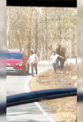 Dude Gets Chased By An Elephant