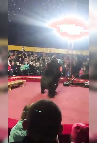 Bear Attacks Circus Trainer