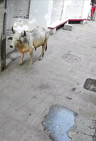 Man Fucks With A Local Cow Gets Flipped Like A Burger