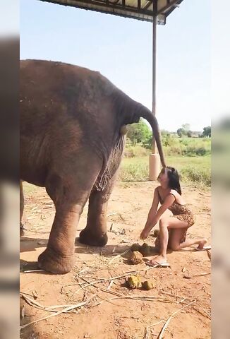 Women Plays Volleyball With A Shitting Elephant