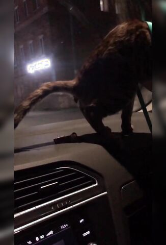 Casually Letting Your Cat Shit On The Dashboard