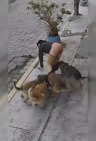Pack Of Wild Dogs Attack And Strip A Guy Sitting On The Sidewalk