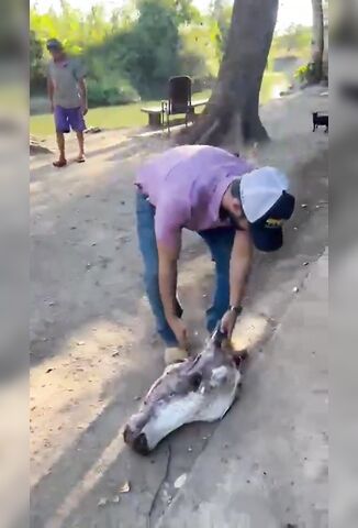 Feeding A Donkey Head To A River Full Of Pirahna