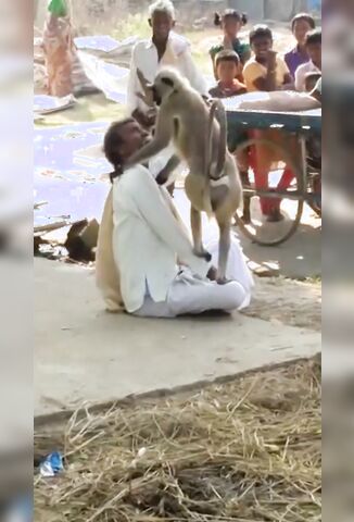 Monkey Rips Off Part Of A Mans Scalp For The Fuck Of It