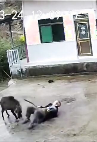 Old Guy Brutally Attacked by Wild Boar But Puts Up A Good Fight
