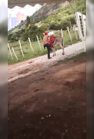 Man Trying To Ride A Donkey Gets Kicked Unconscious
