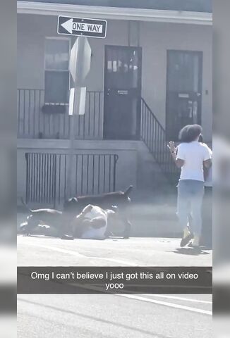 Man Films Pit Dog Pack Attack In The Street Cops Shoot Dogs