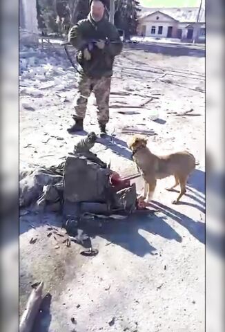 Soldiers Come Across A Dog Eating A Dead Ukrainian Soldier