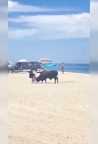 Bull On The Beach Wants This Girls Lunch