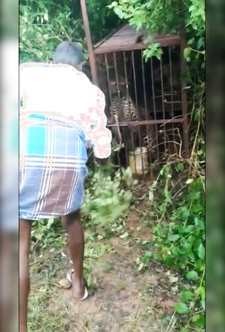 Indian Taunts A Caged Leopard And Finds Out