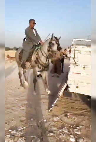 Horse Shows Man Who's The Boss In Bone Crunching Style