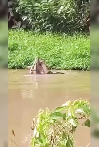 Croc Devours Unlucky Girl On The Riverside