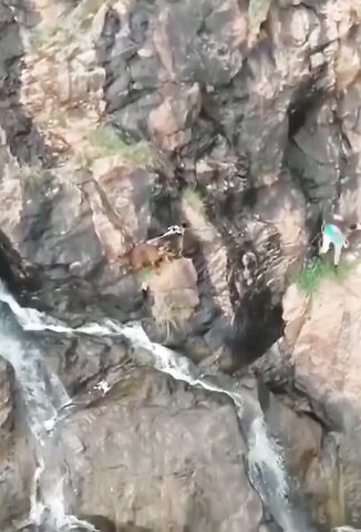 Man Trying To Rescue Two Of His Flock Falls To His Death