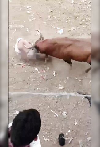 Bull Totally Fucks Up Bull Runner In Mexican Day Out