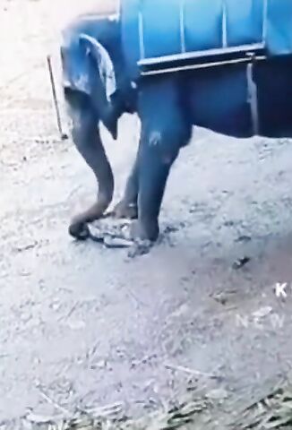 Elephant Doesn't Apreciate Being Hit By A Stick