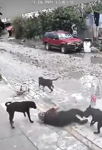 Stray Dogs Attack Elderly Lady In The Street