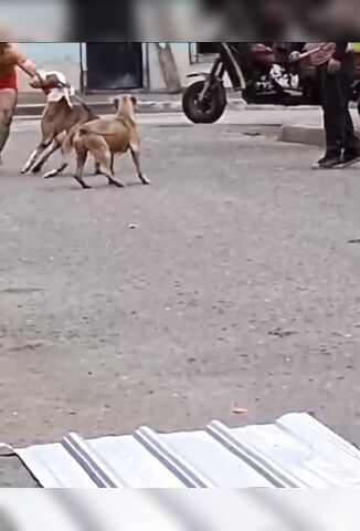 Dog Attacks On The Streets Of South America