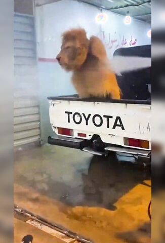 Casually Jet Washing Your Lion At The Car Wash