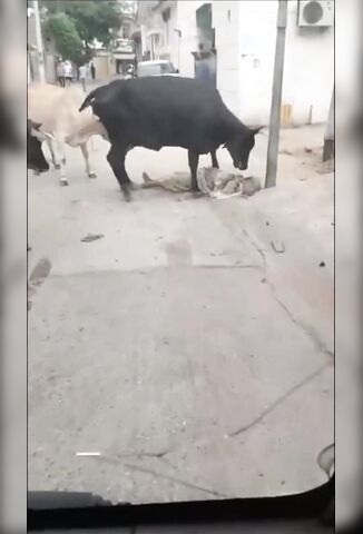 Savage Steer Stomp And Bite An Elderly Woman To Death