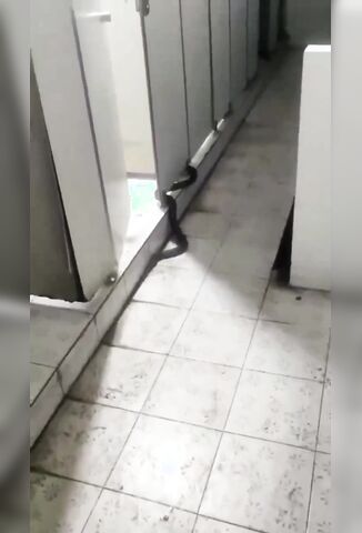 Cobra Helps A Man Taking A Shit