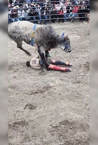 Cowboy Does His Last Dance With A Bull When His Spine Is Snapped