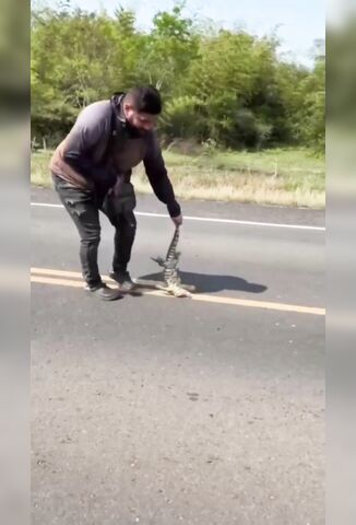 Saving The Road Kill Then Becoming The Road Kill