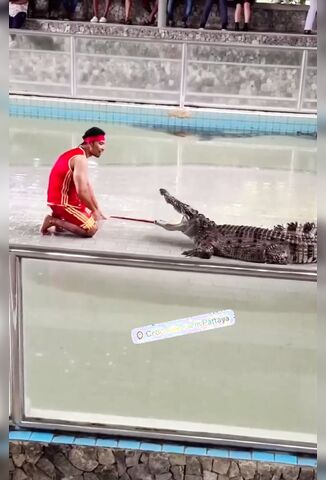 Pattaya Alligator Show Has Another Victim