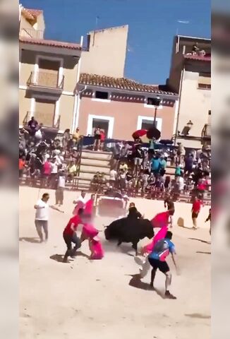 Bull Plays Ragdoll With Annoying Spaniard