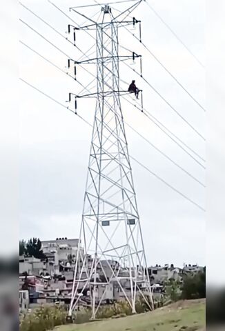 Man Makes Friends With An Electricity Pylon