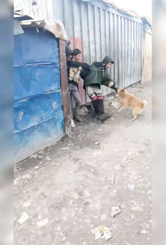 Migrants Meet A Friendly Russian Dog Named Pugsy