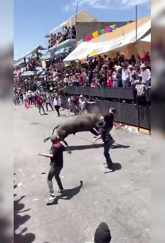 Bull Seems Over The Moon After Knocking Out Annoying Taunter