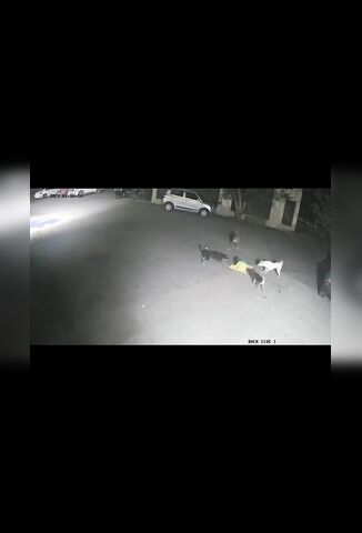 Pack Mentality - Four Dogs Savage Attack Caught On Street CCTV