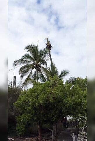 Tree Surgeon Needs A Real Surgeon After This Landing