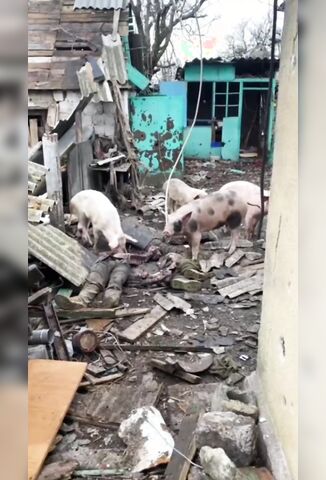 The Pigs Are Eating Well In Ukraine