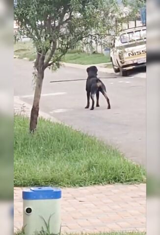 Crazed Beast Of A Dog Attacks From A Pickup Truck