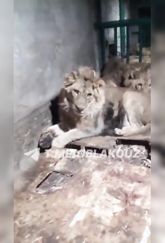 Zoo Keeper Eaten Alive By Lions Trying To Impress His Girlfriend By Breaking In