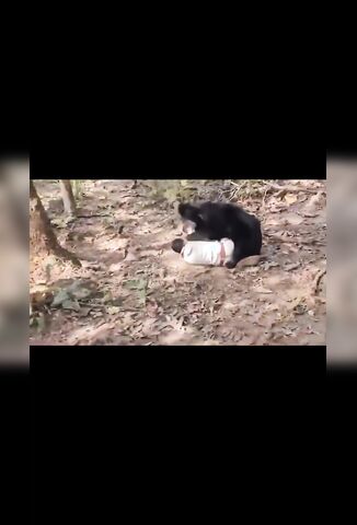 Sloth Bear Kills Father And Son Injures Two Others In Indian Forest