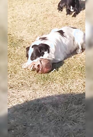 Doggy Found A Head To Chew On In  Las Américas Mexico