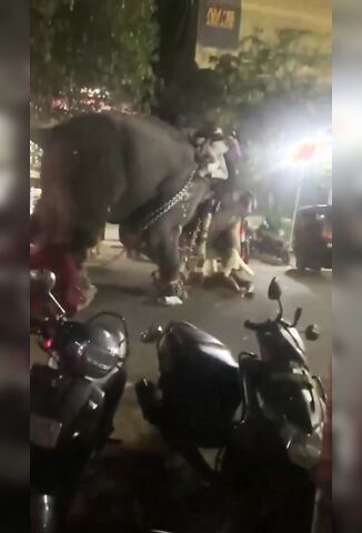 Stompy The Circus Elephant Goes On The Rampage In India