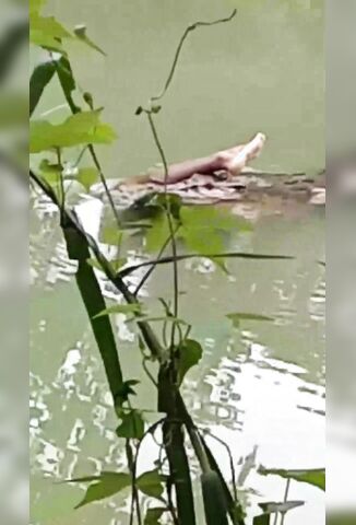 Croc Found Some Lunch