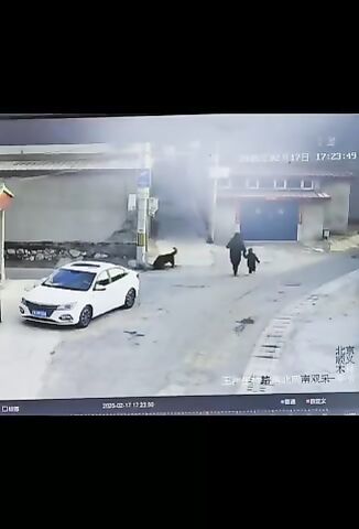 Dog Attacks Mother And Child Calls His Friends To Join In