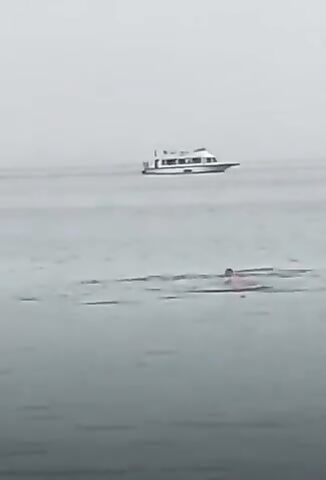 Man Goes Swimming In Shark Infested Waters I Wonder What Happens