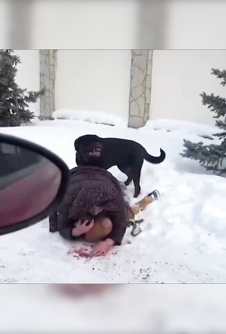 Brave Mother Lays On Top Of Son To Shield Him From Dog's Attack In Russia