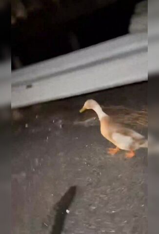 Man Checking Out A Wandering Duck Becomes Road Kill Himself