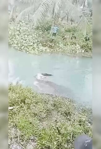 Woman Captured And Killed By A Crocodile For Lunch In Maluku Indonesia